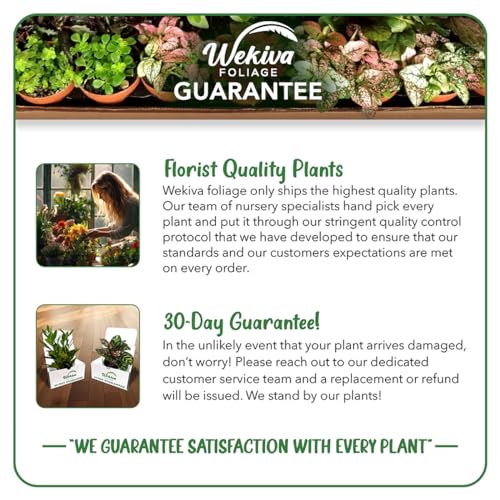Peace Lily Starter Plant in 4 Inch Pot Y370608