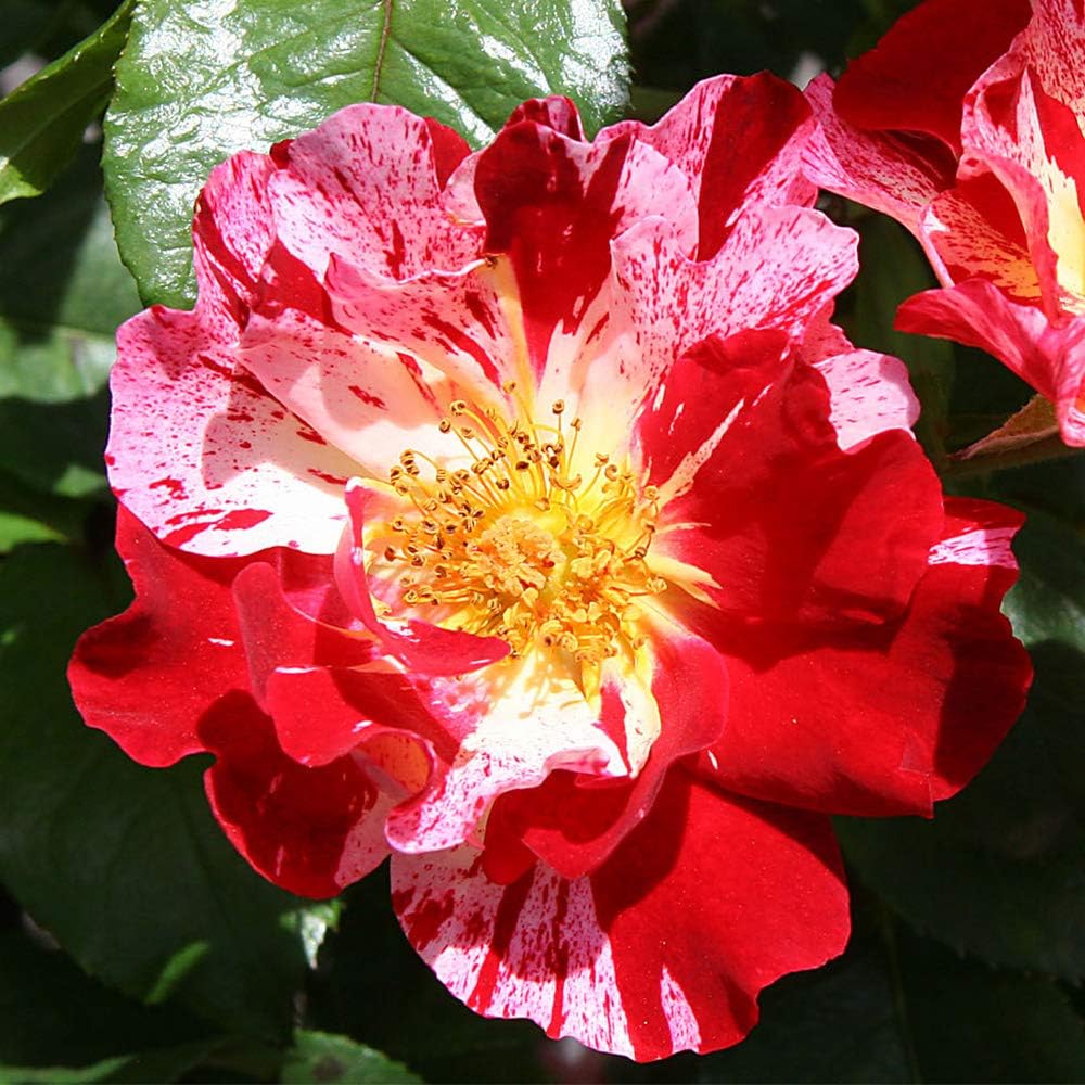 Red and White Climbing Rose Bush V130