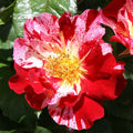 Red and White Climbing Rose Bush V130