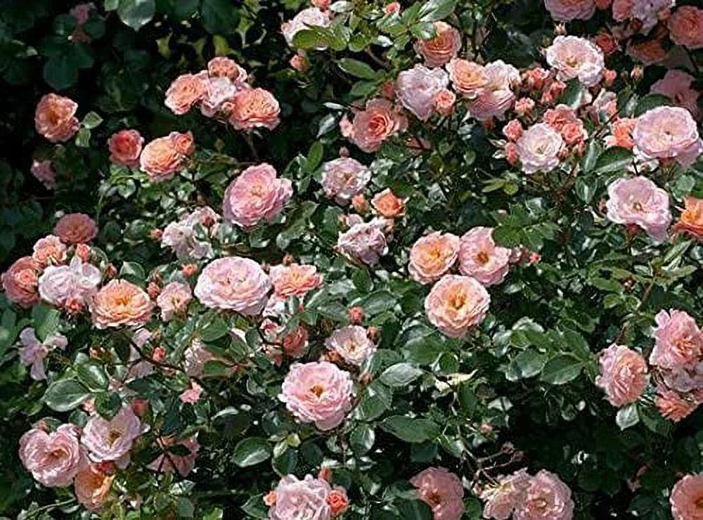 Apricot Drift Rose Bush E364