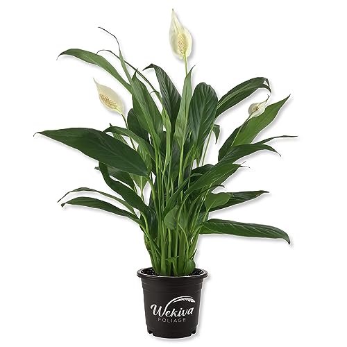 Peace Lily Starter Plant in 4 Inch Pot Y370608