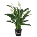 Peace Lily Starter Plant in 4 Inch Pot Y370608