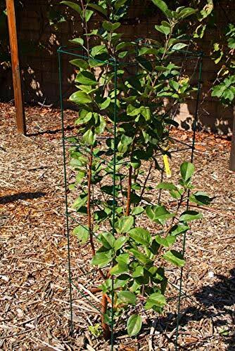 Green Square Folding Tomato Cage Plant Support Tower 12 inch by 46 inch, Pack of 5 Sets O405