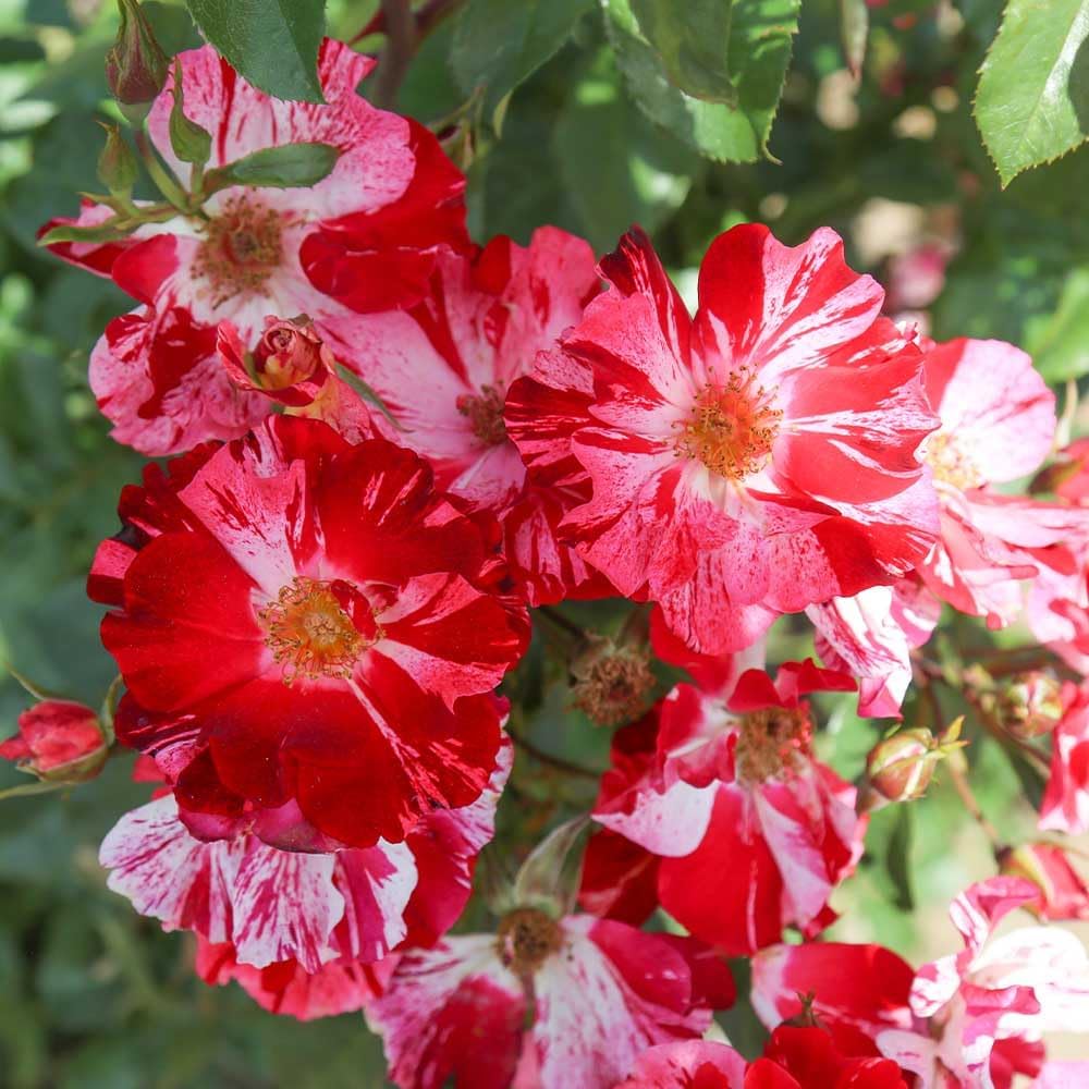 Red and White Climbing Rose Bush V130