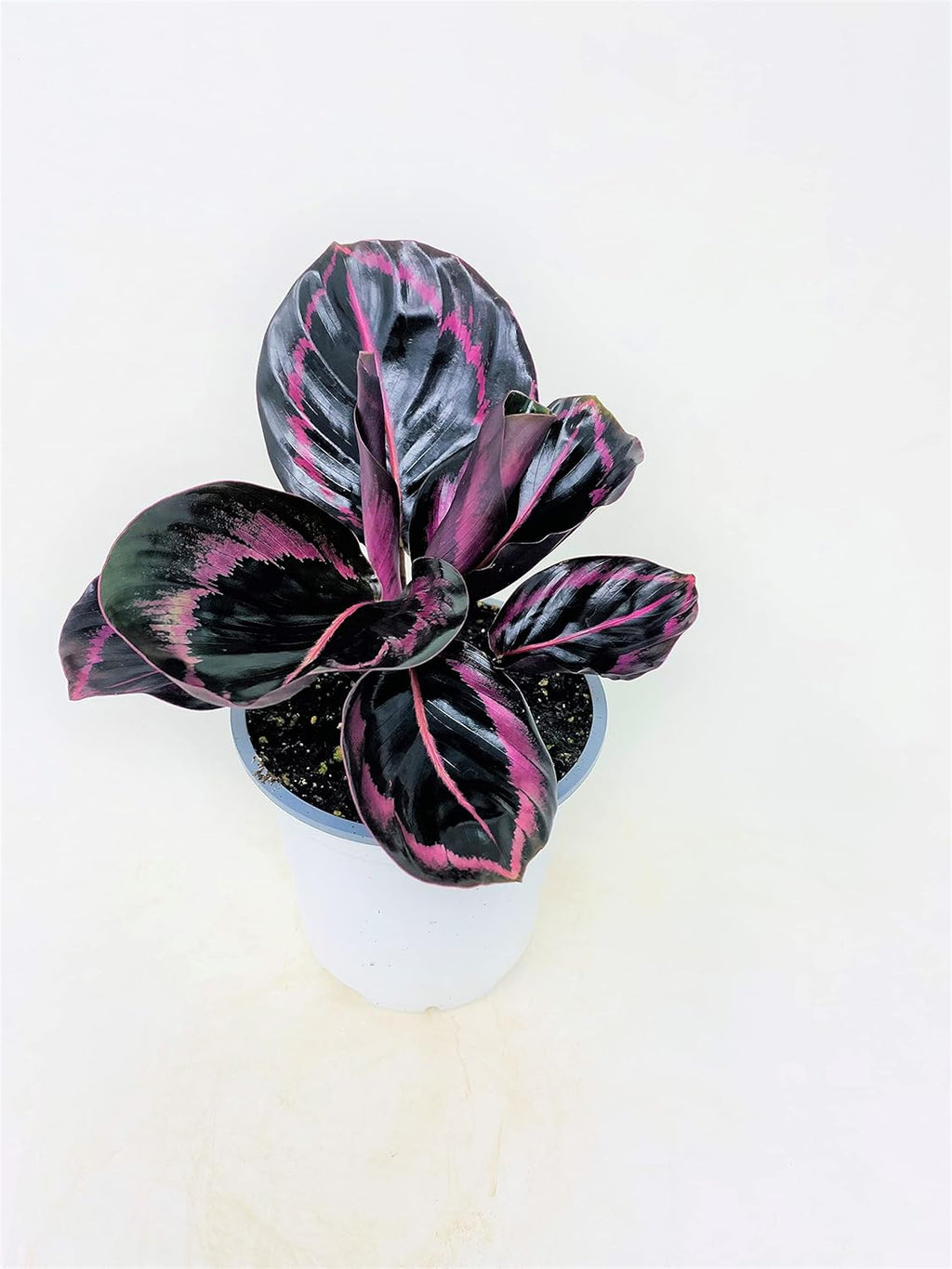 Calathea Dottie - 4 Pot D919