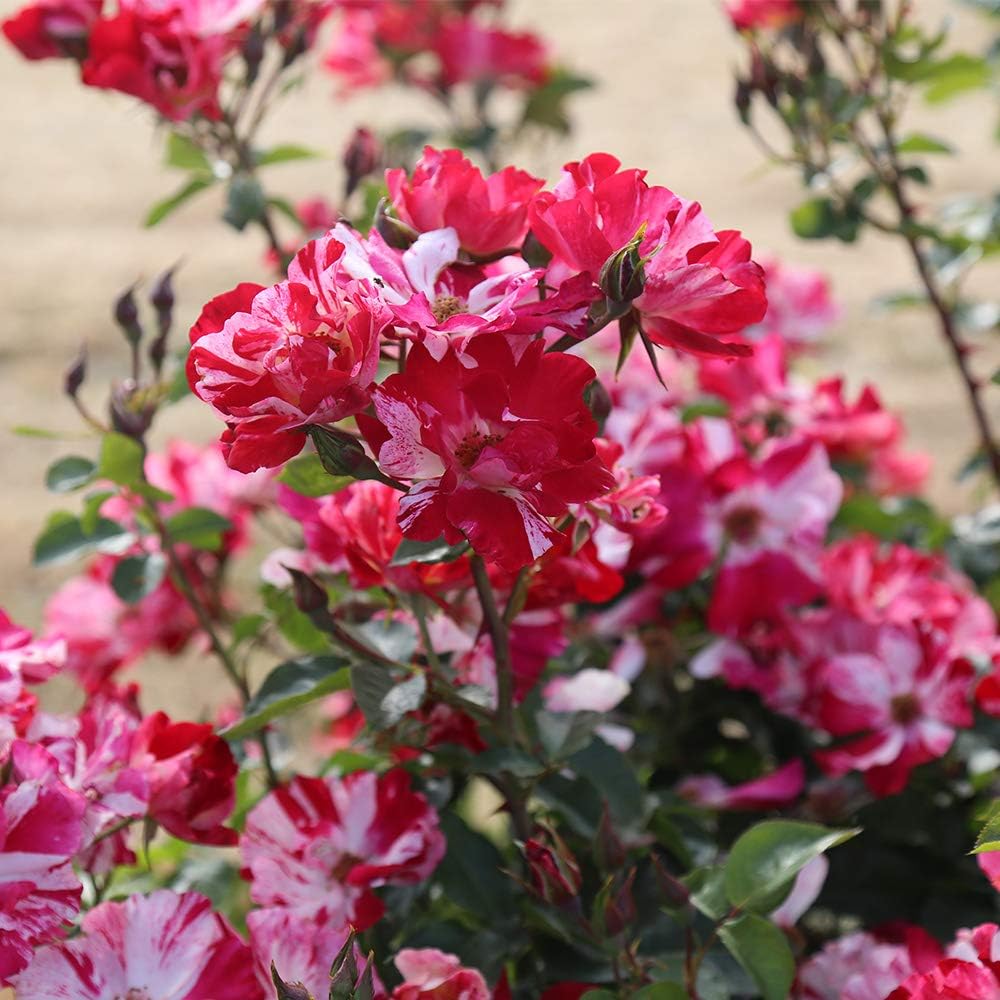 Red and White Climbing Rose Bush V130