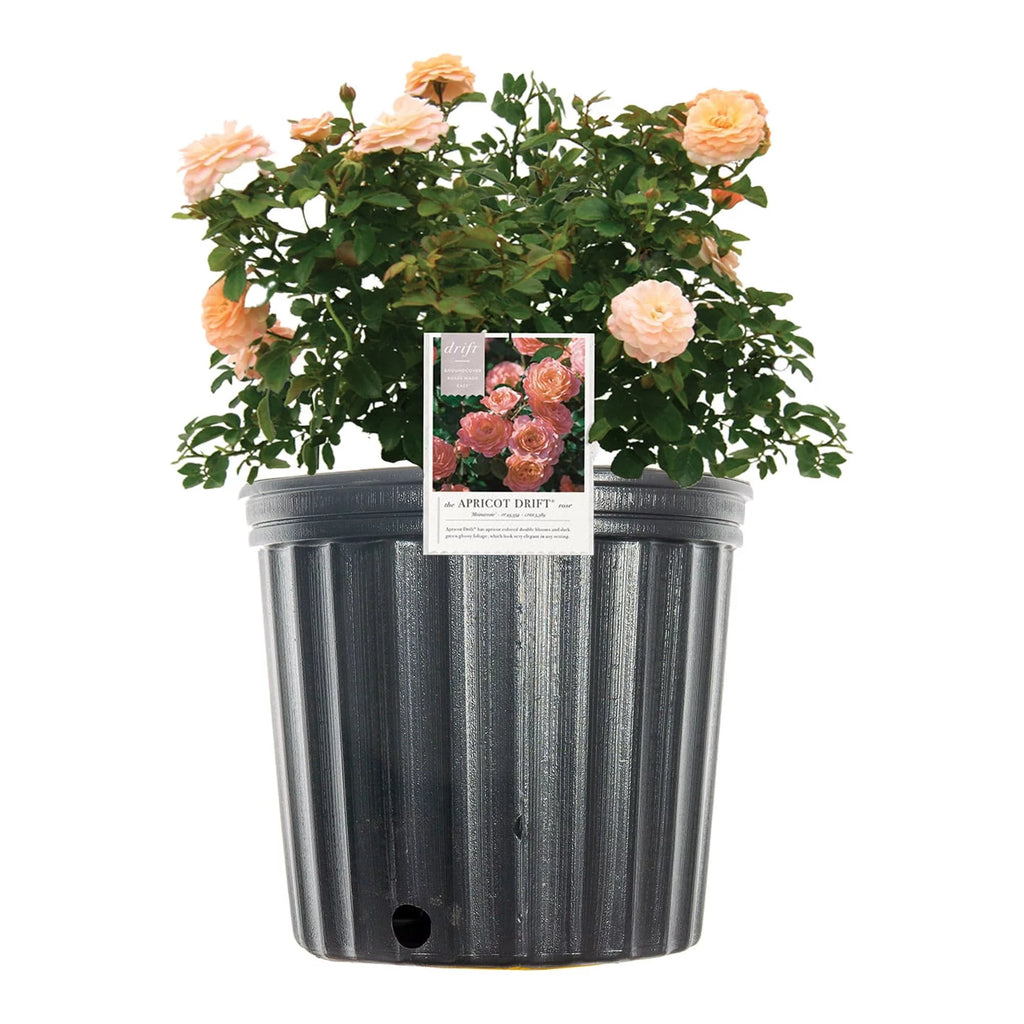 Apricot Drift Rose Bush E364