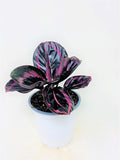 Calathea Dottie - 4 Pot D919
