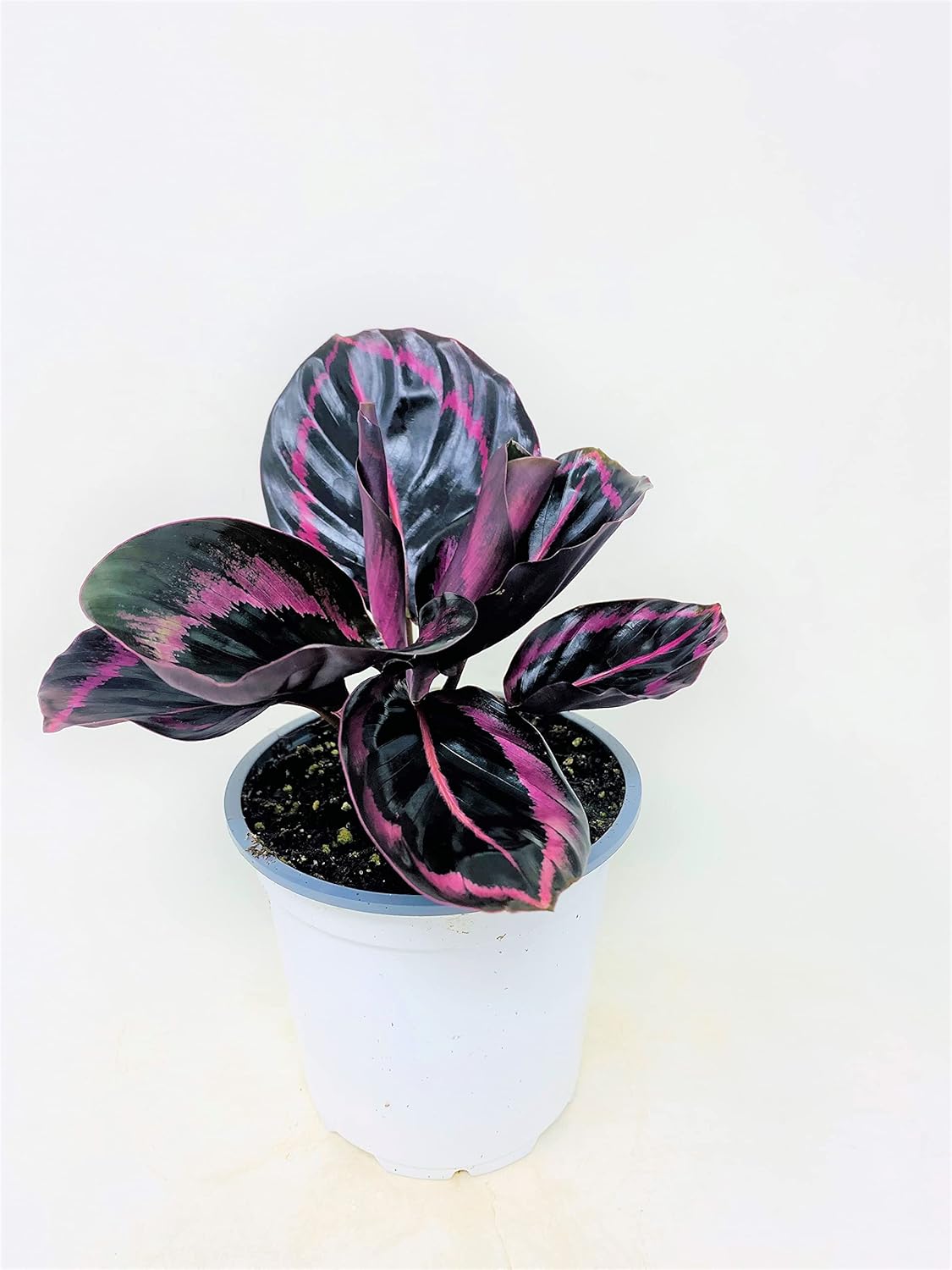 Calathea Dottie - 4 Pot D919