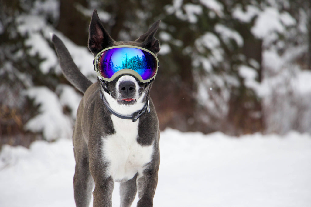Army Green Dog Goggles with 2 Clear Lenses P1208