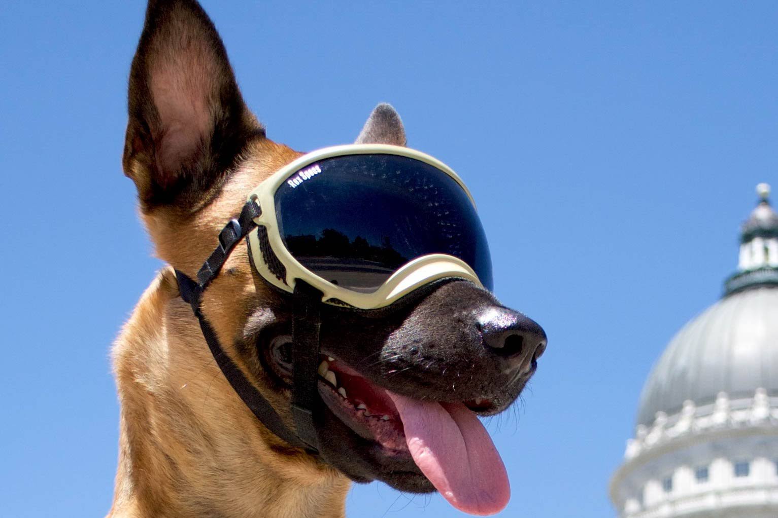 Army Green Dog Goggles with 2 Clear Lenses P1208