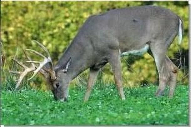 50lb Deer Food Plot Seed Mix K588
