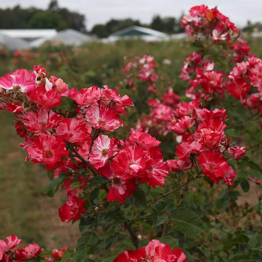Red and White Climbing Rose Bush V130
