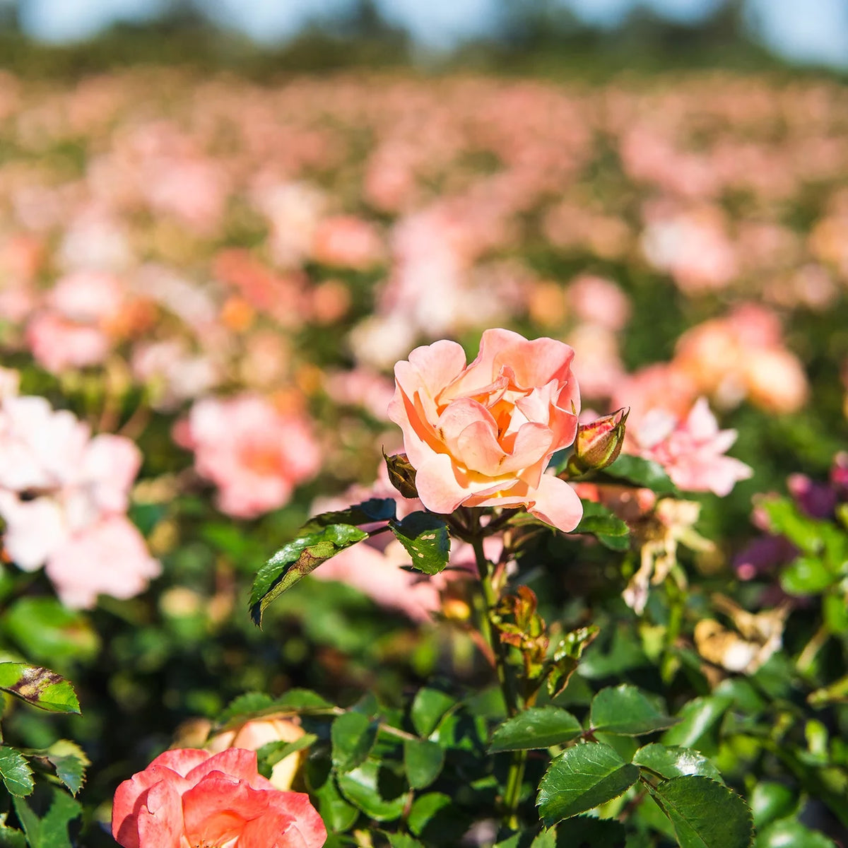 Apricot Drift Rose Bush E364
