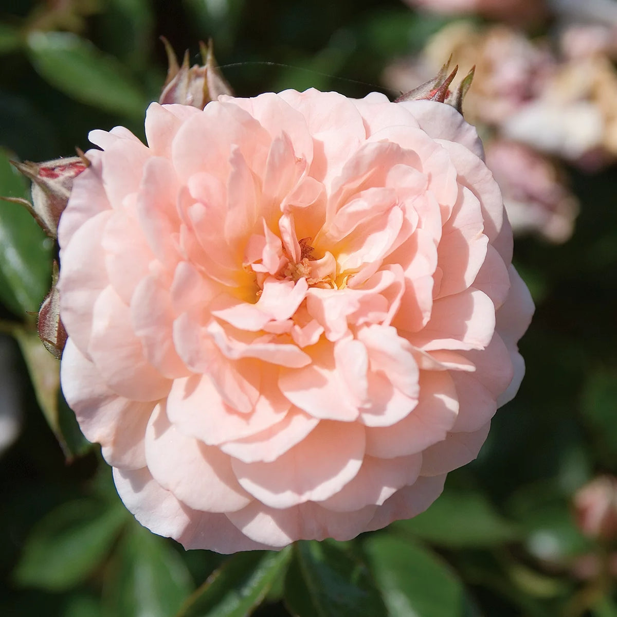 Apricot Drift Rose Bush E364