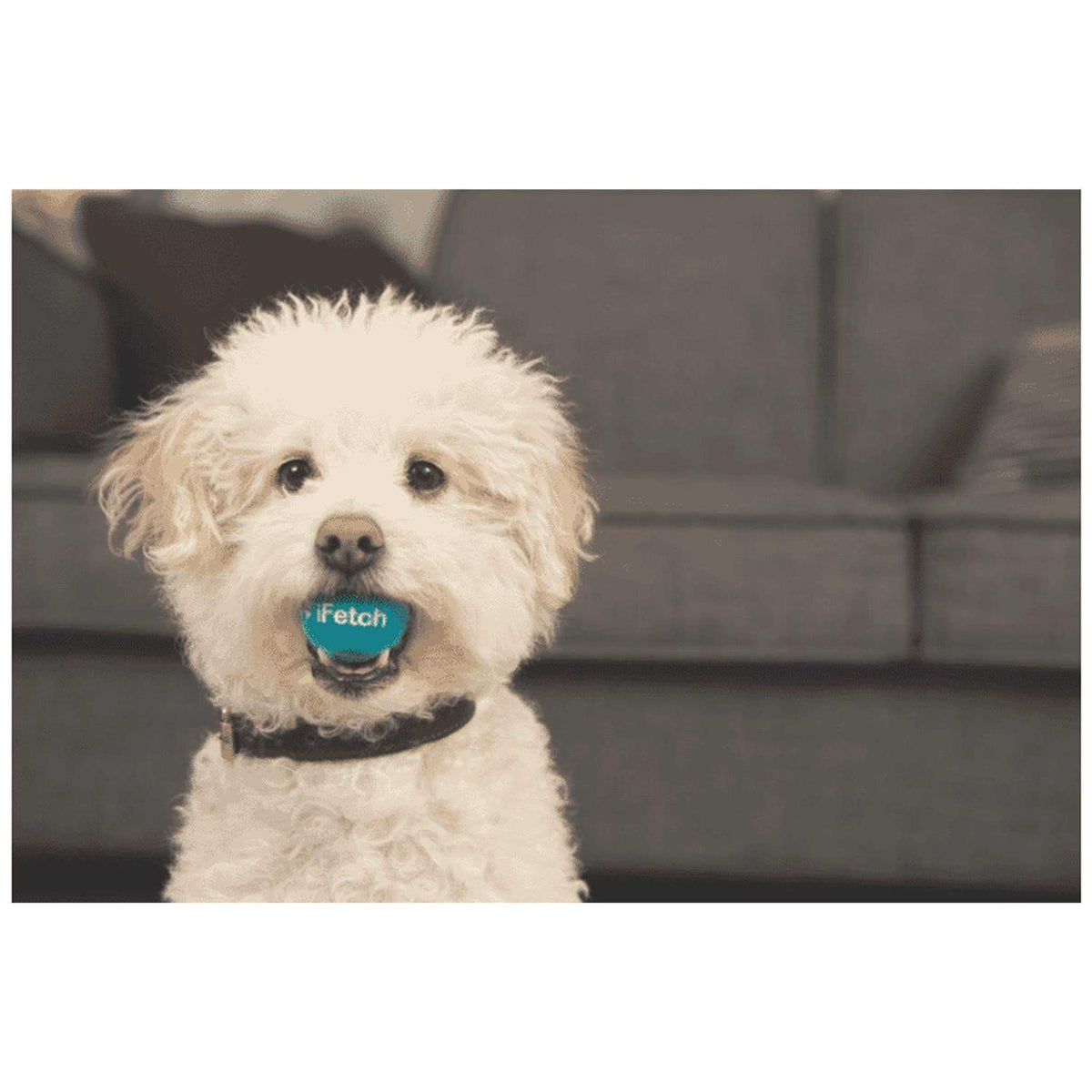 Interactive Dog Ball Launcher J444342