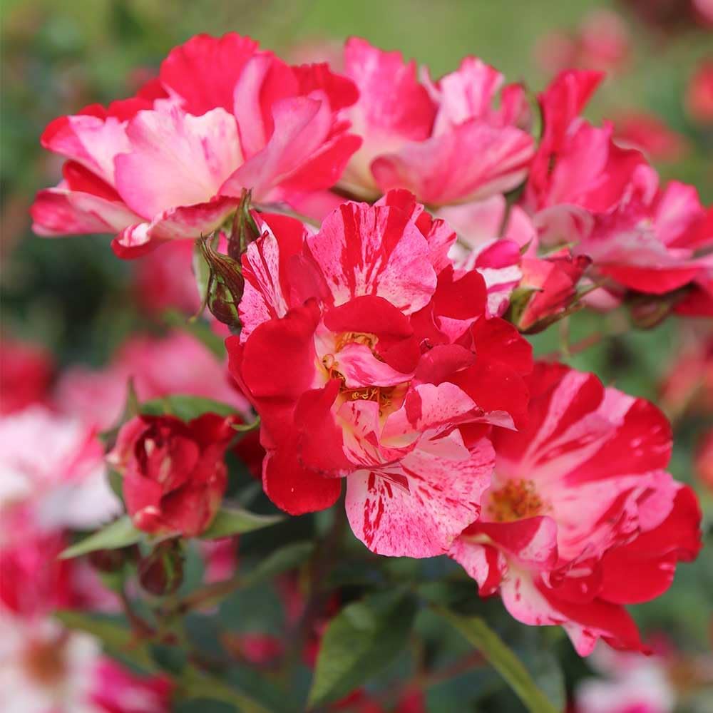 Red and White Climbing Rose Bush V130
