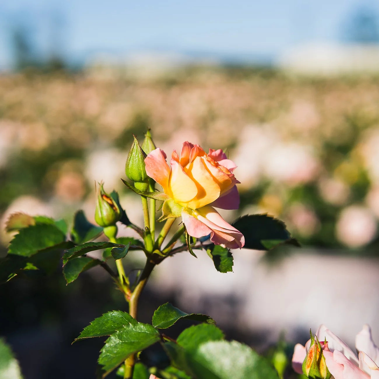 Apricot Drift Rose Bush E364