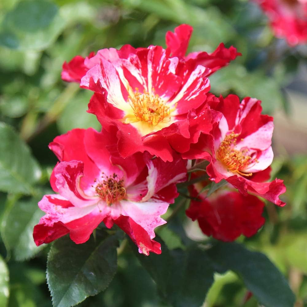 Red and White Climbing Rose Bush V130