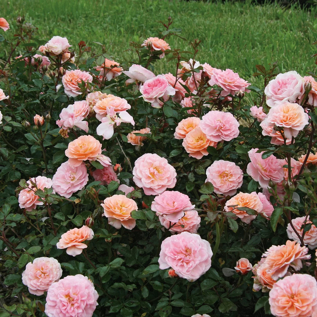 Apricot Drift Rose Bush E364