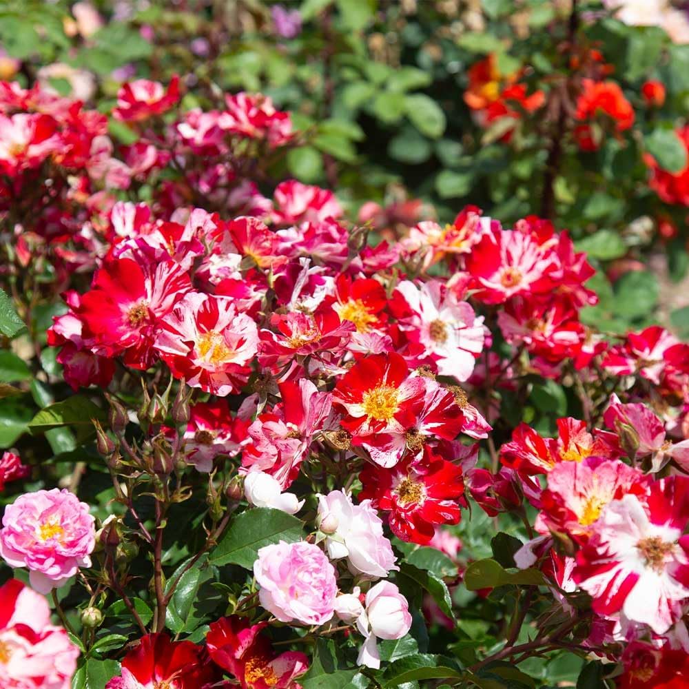 Red and White Climbing Rose Bush V130