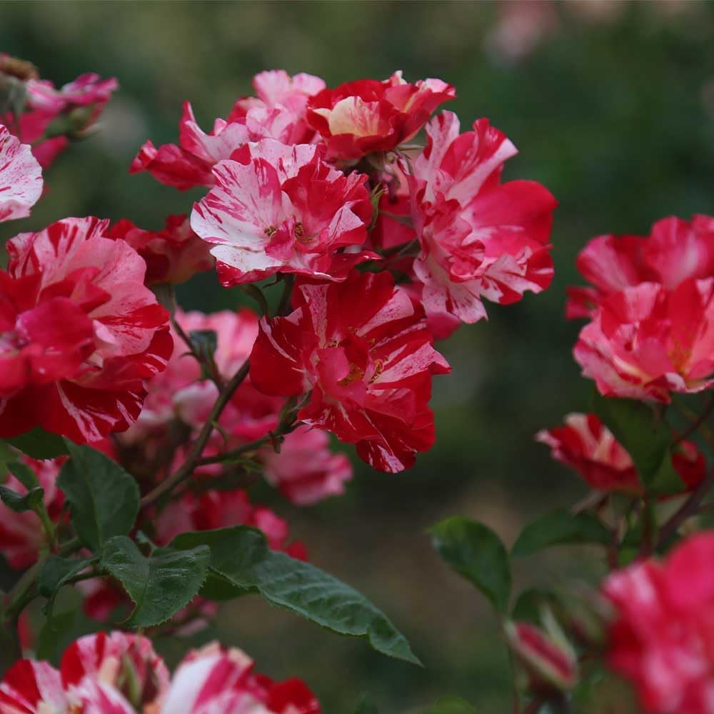 Red and White Climbing Rose Bush V130