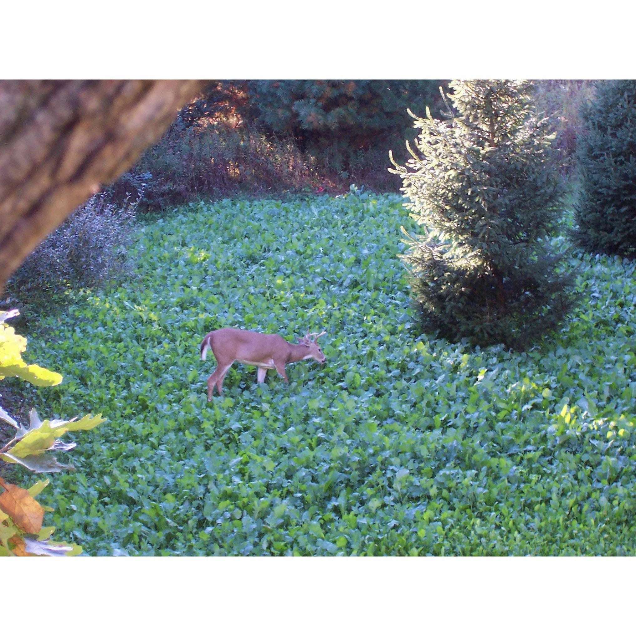 50lb Deer Food Plot Seed Mix K588
