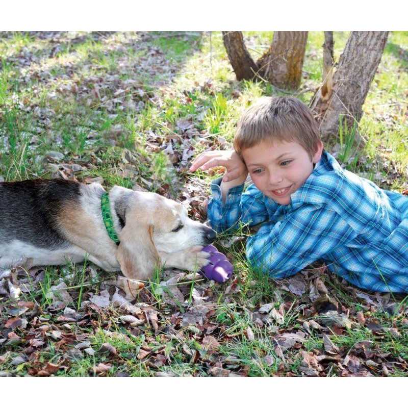 Senior Dog Toy U443657