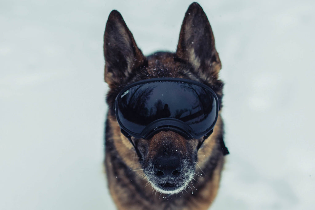 Army Green Dog Goggles with 2 Clear Lenses P1208
