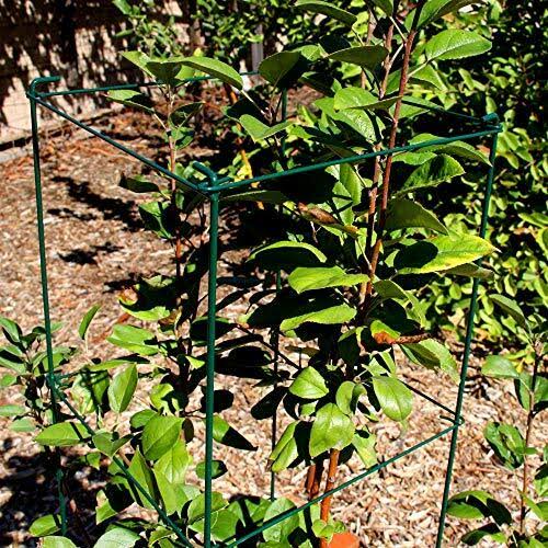 Green Square Folding Tomato Cage Plant Support Tower 12 inch by 46 inch, Pack of 5 Sets O405